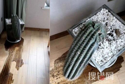 女子養仙人掌2年 折斷才知是塑料 原因竟是這樣讓人氣憤不已