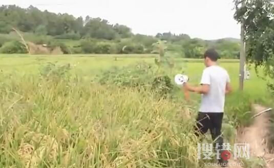 南京野豬跑到田里聽歌睡大覺 在這里搞破壞