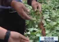 南京野豬跑到田里聽歌睡大覺 在這里搞破壞