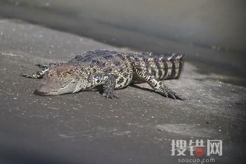 上海黃浦江畔的鱷魚(yú)抓到了 原因竟是這樣簡(jiǎn)直太可怕了