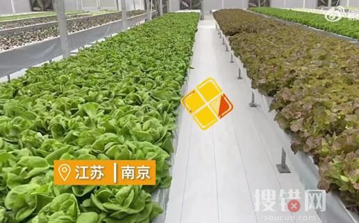 女子建植物工廠讓菠菜一年長22茬 為什么長這么多次？