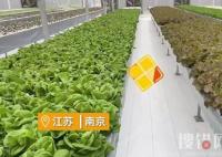 女子建植物工廠讓菠菜一年長22茬 為什么長這么多次？