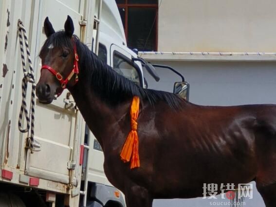 價值28萬純血馬在麗江“走失” 為什么走丟什么情況？