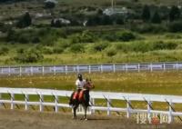 價值28萬純血馬在麗江“走失” 為什么走丟什么情況？