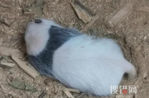 四川一樹洞現(xiàn)野生熊貓幼崽 都有點(diǎn)像是在做夢(mèng)一樣