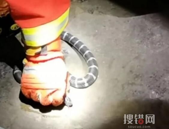 女孩網購毒蛇當寵物 一個月后身亡 為什么異寵傷人事件屢屢發生？