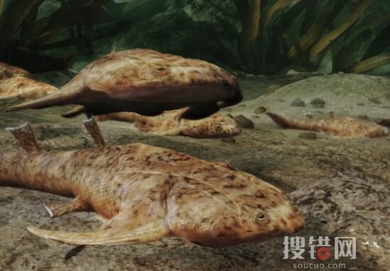 “從魚到人”有了關(guān)鍵證據(jù) 到底是不是真的？
