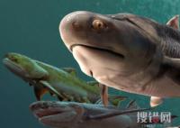 “從魚到人”有了關鍵證據 到底是不是真的？