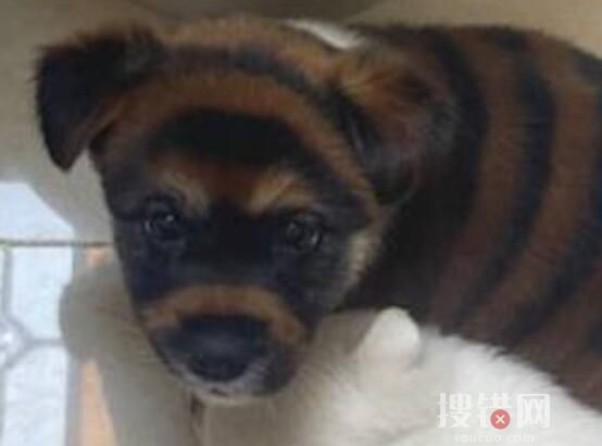 花700買虎皮犬回家發現是染色狗 男子花700買虎皮犬發現被騙