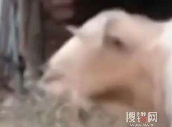 小羊學狗叫嚇懵同伴 網友:這是一只披著羊皮的狗吧