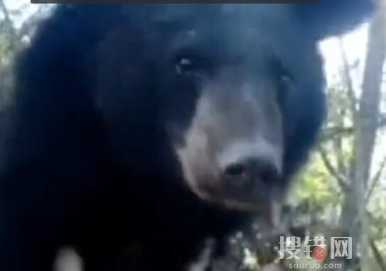 重慶拍到黑熊一家三口林中漫步 一家三口同框的珍貴畫面曝光