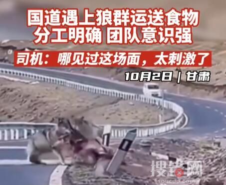 甘肅國道上司機偶遇狼群運送食物 到底是什么情況？