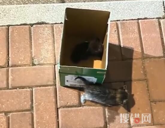 男子釣魚救下被裹塑料袋扔河里的貓 不忍心看著它淹死