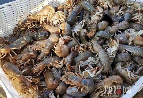 煙臺海邊出現大量瀘沽蝦 到底是什么情況？