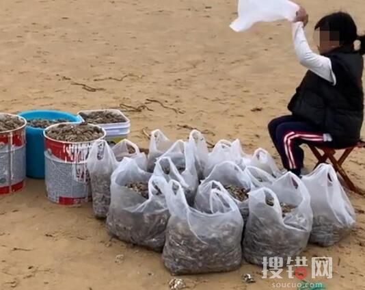 煙臺女子沙灘撿30斤蝦 究竟是怎么回事？