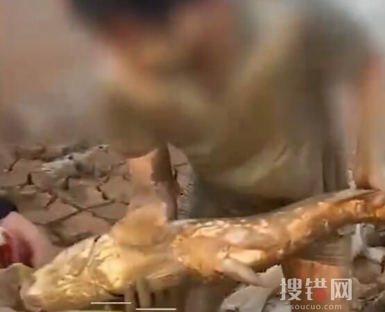 市民到鄱陽湖撿魚 官方:很危險 究竟是怎么回事？