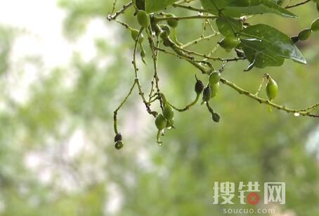 下周江蘇可能出現初霜凍 究竟是怎么回事？