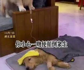 金毛弟弟打吊針哥哥幫舉藥瓶 內(nèi)幕曝光簡直太意外了