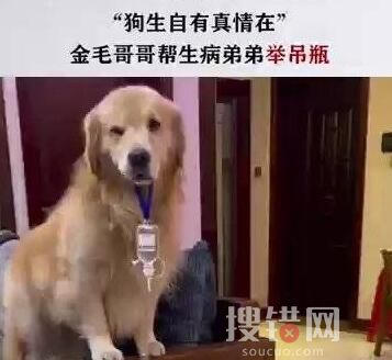 金毛弟弟打吊針哥哥幫舉藥瓶 內幕曝光簡直太意外了