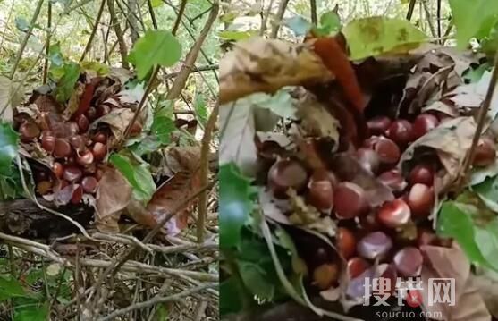 男子在叢林中發現一堆板栗 內幕曝光簡直太意外了