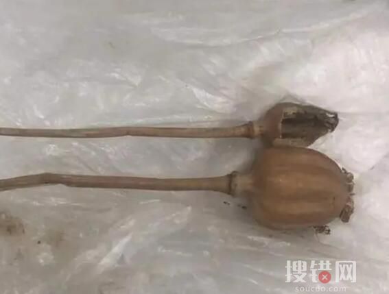 旅客攜帶罌粟過安檢稱治胃病 背后真相實(shí)在讓人驚愕