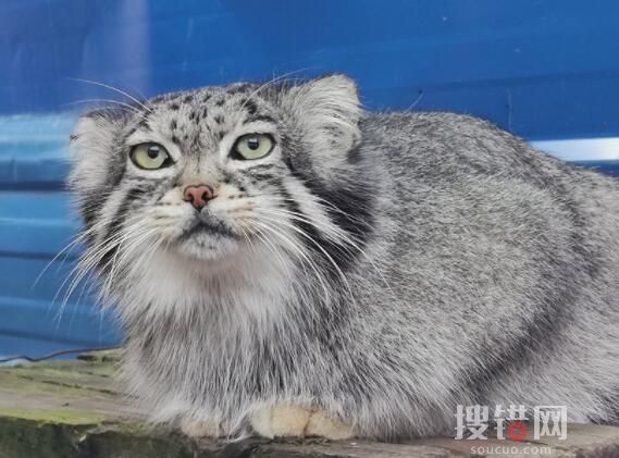 網紅兔猻“猻思邈”意外死亡 內幕曝光簡直太意外了