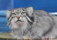 網(wǎng)紅兔猻“猻思邈”意外死亡 內幕曝光簡直太意外了