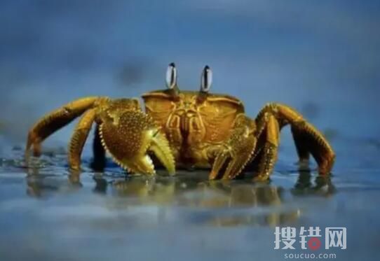小伙被螃蟹夾手反咬一口患肺吸蟲病 以牙還牙”之舉太驚險了