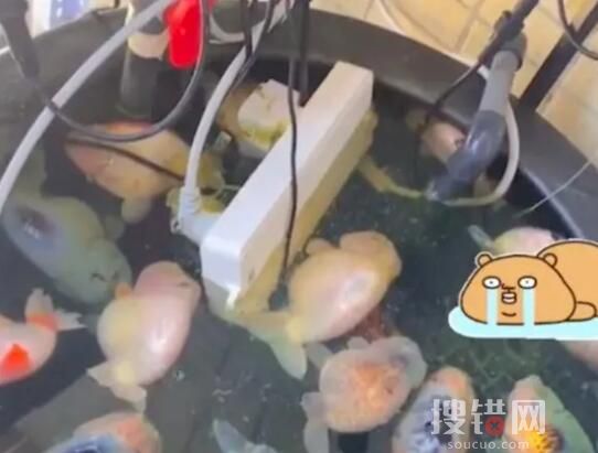 電插排掉進(jìn)魚(yú)缸 26條金魚(yú)被煮熟 原因竟是這樣太嚇人了