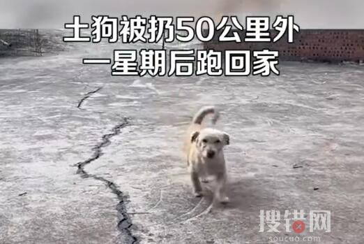 土狗被扔50公里外一星期后跑回家 到底是什么情況？