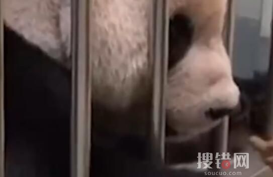 大陸贈臺大熊貓狀況不佳躺地進(jìn)食 究竟怎么樣了？