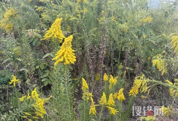 武漢現上千畝加拿大一枝黃花 究竟是什么東西？