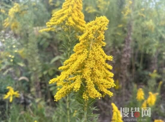 武漢現上千畝加拿大一枝黃花 究竟是什么東西？