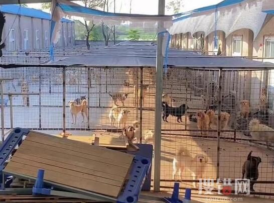 老人救狗20年 欠60萬(wàn)賣房住親戚家 原因竟是這樣簡(jiǎn)直太暖心了