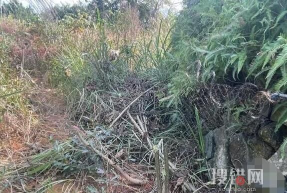男子捕鳥近千只稱用來涮火鍋 始料未及真相簡直太意外了