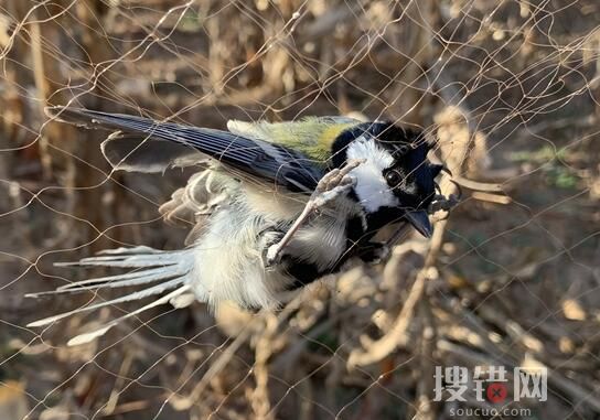 男子捕鳥近千只稱用來涮火鍋 為什么引熱議？
