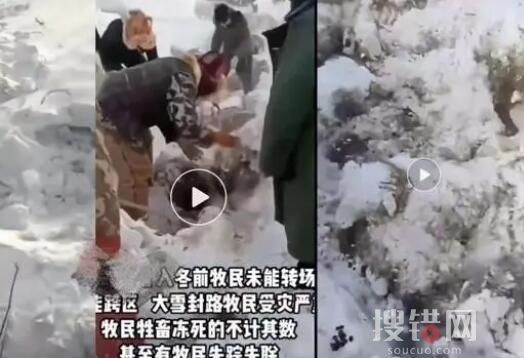 媒體:新疆暴雪 有牧民失聯(lián)牛羊凍死 內(nèi)幕曝光簡直太意外了
