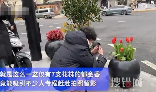 7朵郁金香撐起上海武康路流量 到底是什么情況?
