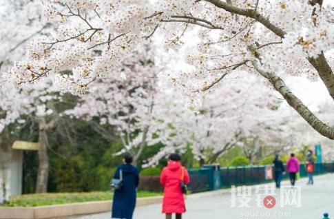 大學校門,該打開了 背后真相惹網友熱議