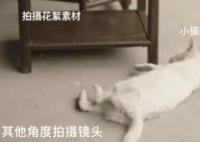 稱當(dāng)家主母劇組虐貓?jiān)熘{者被判刑 始料未及結(jié)果啪啪打臉