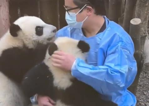 向熊貓福菀潑水3游客身份未確定 具體事件經過是什么?