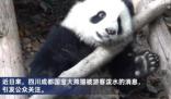 向熊貓福菀潑水3游客身份未確定 具體事件經(jīng)過是什么?