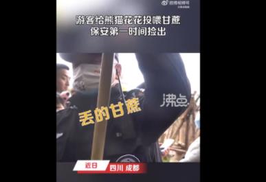游客給花花投喂甘蔗保安撿出 真相揭露真的令人大吃一驚