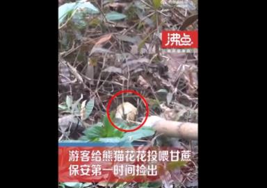 游客給花花投喂甘蔗保安撿出 真相揭露真的令人大吃一驚