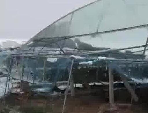 河南突降大雪 農戶40畝葡萄棚被壓塌 到底是什么情況?