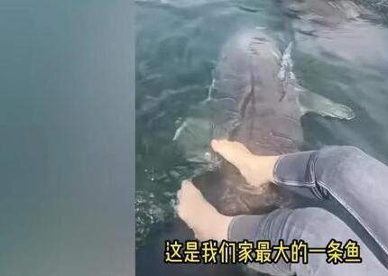 女子喂養(yǎng)500斤大魚(yú)當(dāng)寵物 原因竟是這樣實(shí)在是太意外了