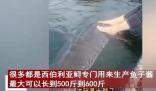 女子喂養500斤大魚當寵物 原因竟是這樣實在是太意外了