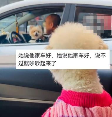 主人堵車半小時(shí)兩狗子隔窗吵架 真相曝光簡直太驚人了 