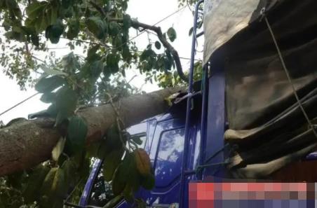 貨車撞上“風(fēng)水樹” 村民索賠8.8萬 照片曝光直接讓人大呼意外