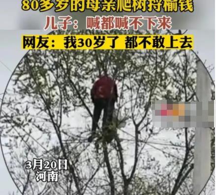 80多歲老太爬樹摘榆錢 喊都喊不下來 背后原因簡直驚呆了眾人